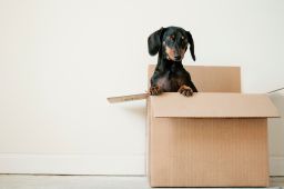Jet Set Pets — things to know when relocating talent with 2, 4, 6 or eight-legged friends (and legless ones, too)